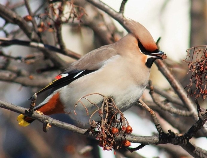 Хохлатая птица свиристель