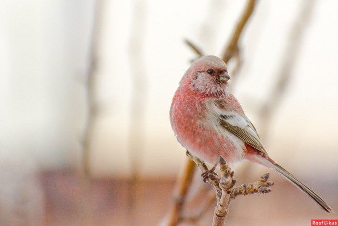 Пурпурный Зяблик