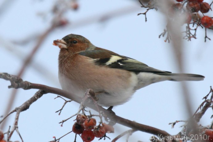 Птица с красным пятном на голове