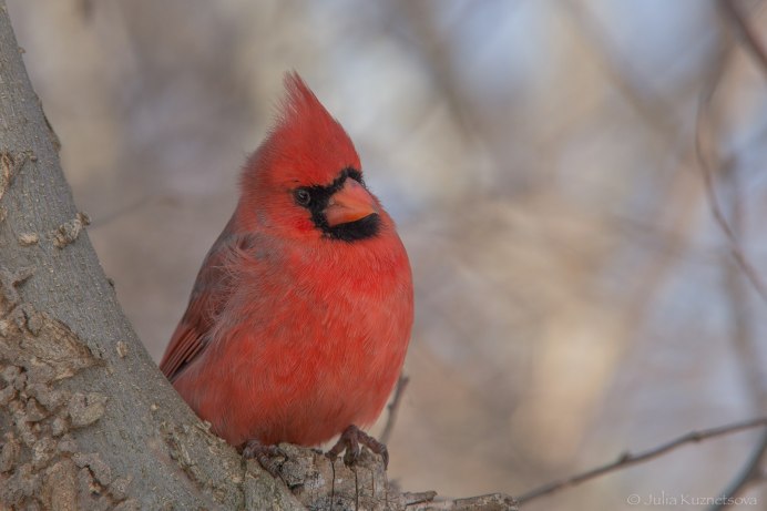 Птичка с розовым хохолком