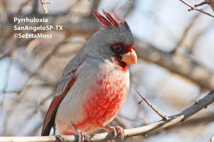 Птичка с хохолком в Ленинградской области