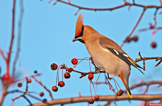 Малиногрудоя ПЕТРОЛИКА