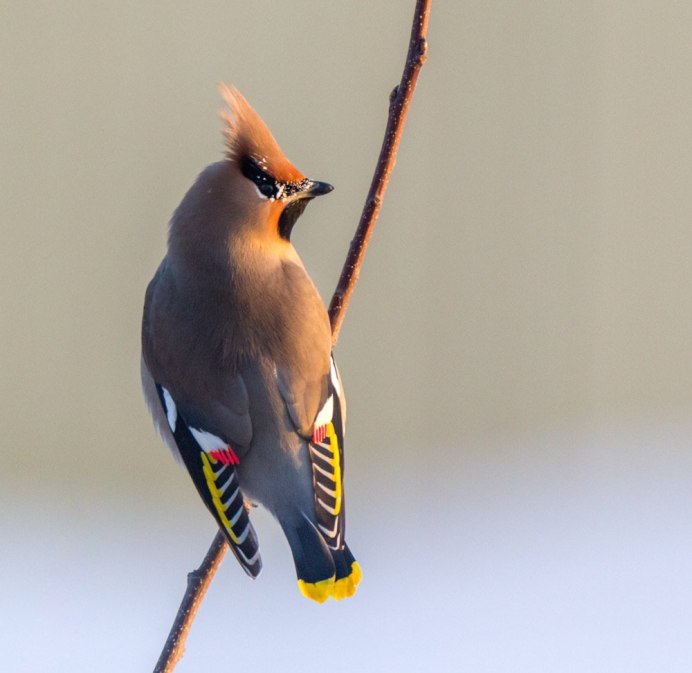 Свиристель Сибирская