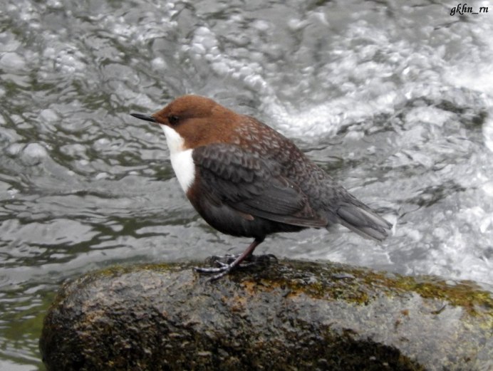 Halcyon smyrnensis