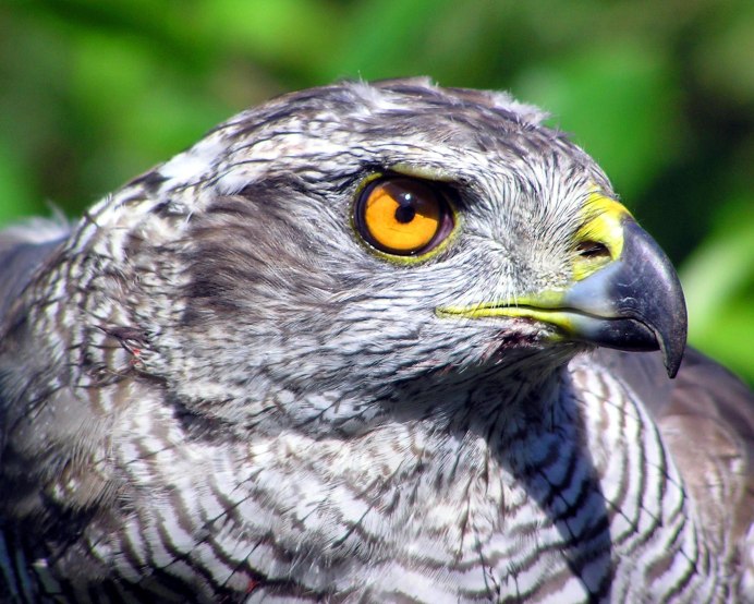 Орел Соколов Сокол Орлов