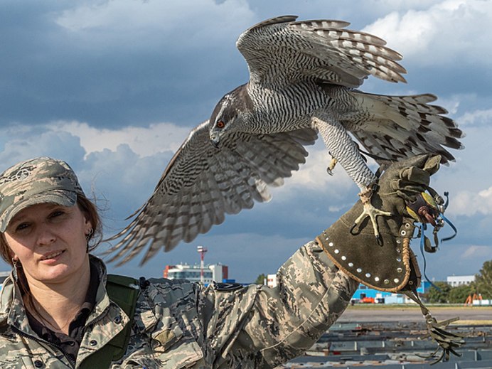 Зрение хищных птиц