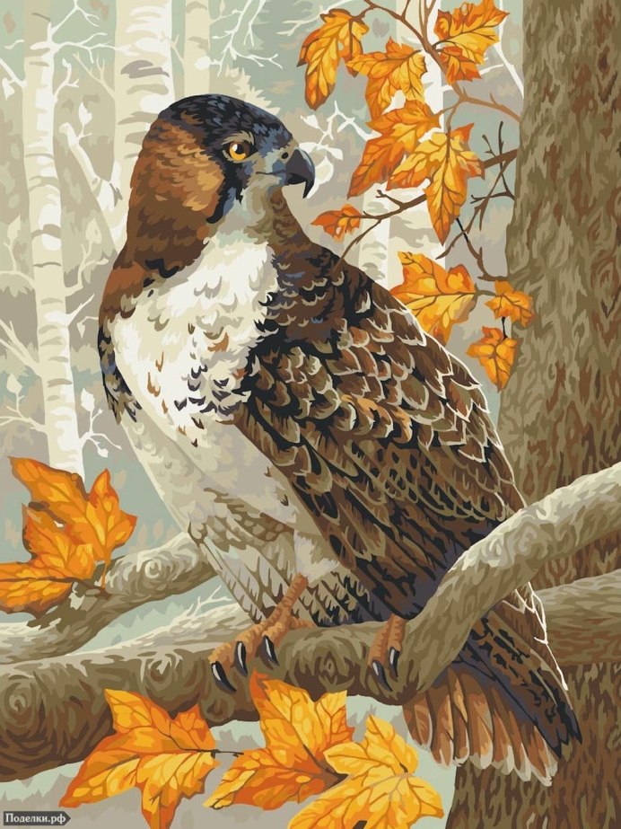 Орёл Сокол ястреб клювы