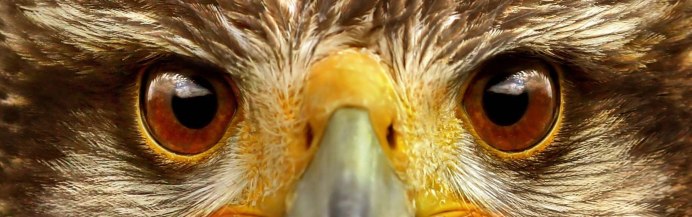 Ястреб канюк Орел