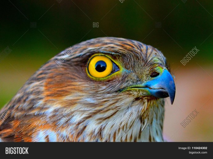 Сокол Сапсан строение клюва