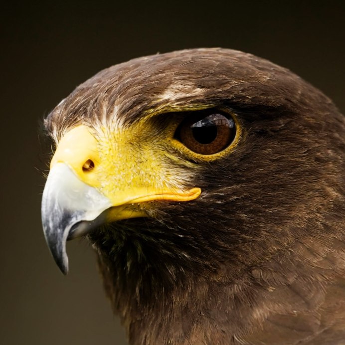 Орёл Сокол ястреб клювы