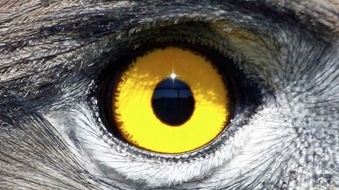 Зрение ястреба