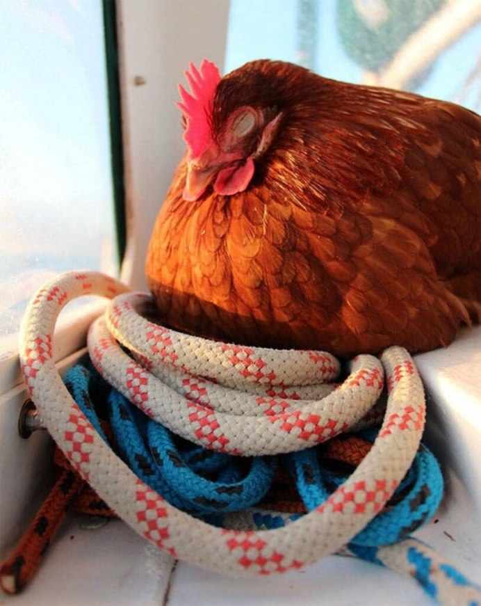 Курица спереди