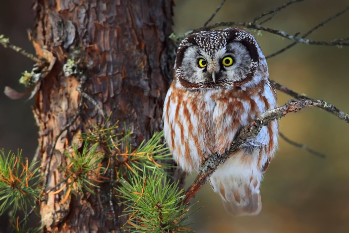 Сойка обыкновенная garrulus glandarius