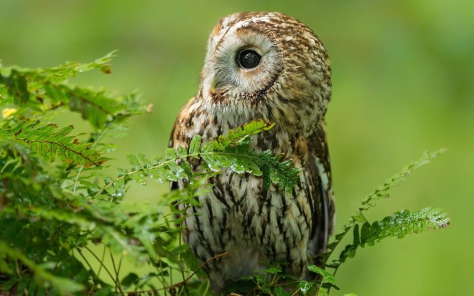 Филин Bubo Bubo