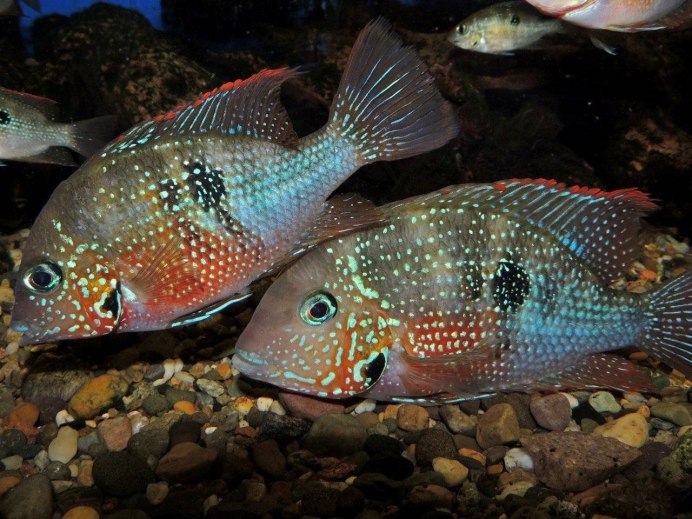 Redhead Cichlid vieja