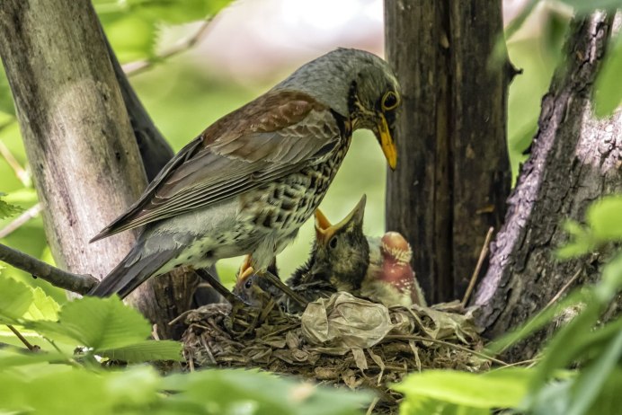 Дрозд рябинник летом