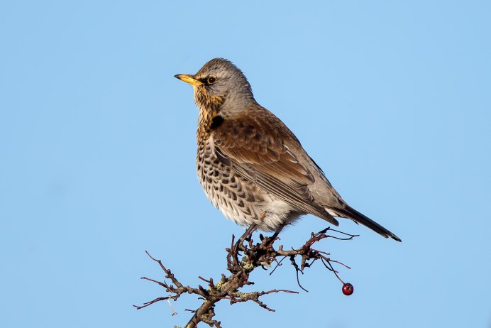 Дрозд певчий птица