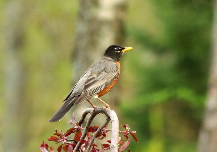 Странствующий Дрозд