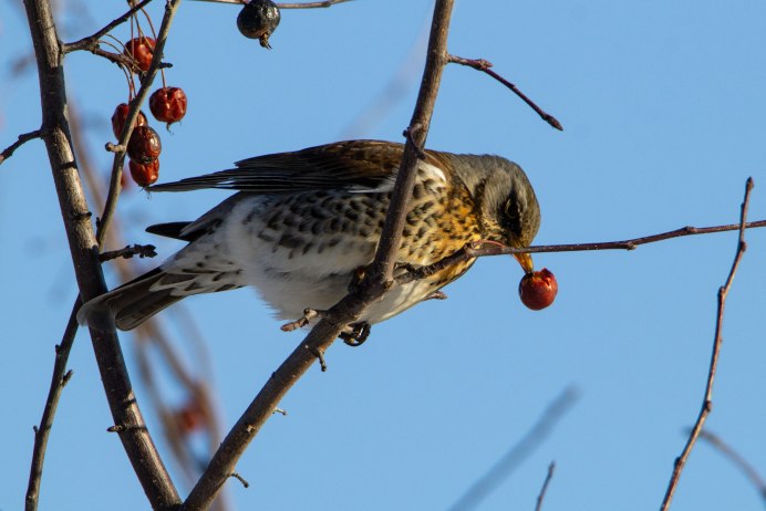 Фото птицы на веранде