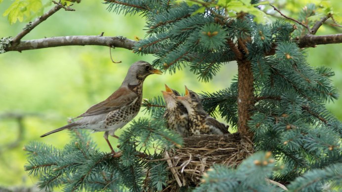 Певчий Дрозд рябчик