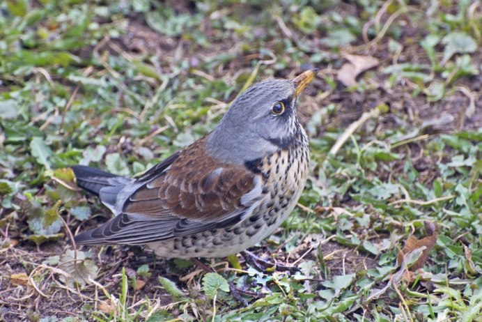 Лесной Дрозд