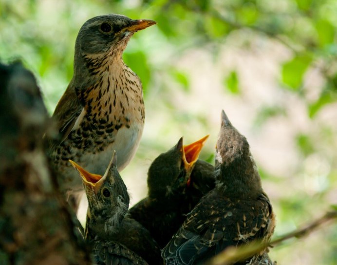 Серый Дрозд рябинник