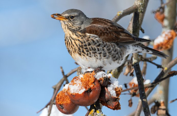 Птица Дрозд рябинник