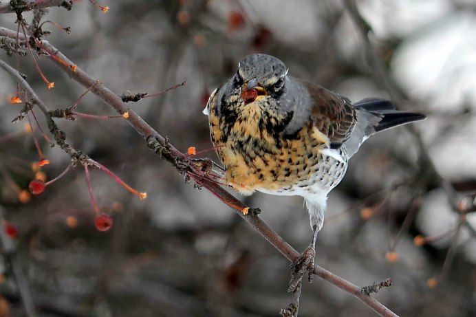 Кремовобрюхий Дрозд