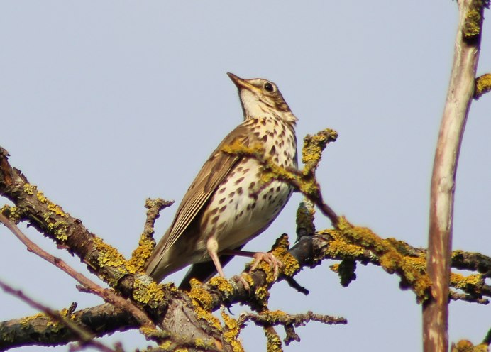 Дрозд-деряба (turdus viscivorus)