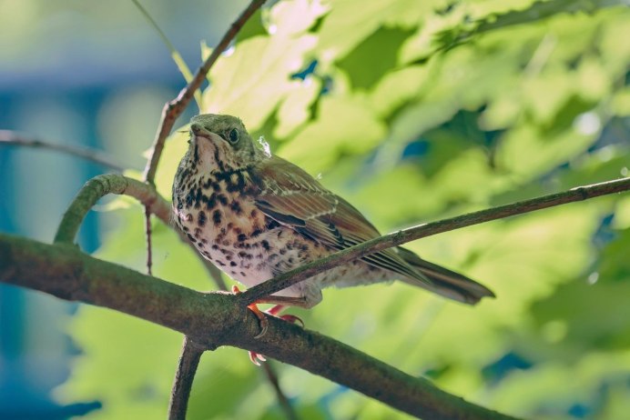 Дрозд-рябинник серый Дрозд деряба