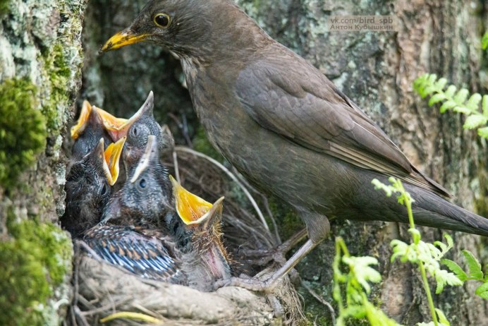 Дрозд рябинник
