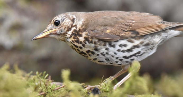 Дрозд Бикнелла