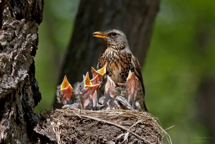 Молодой Дрозд рябинник