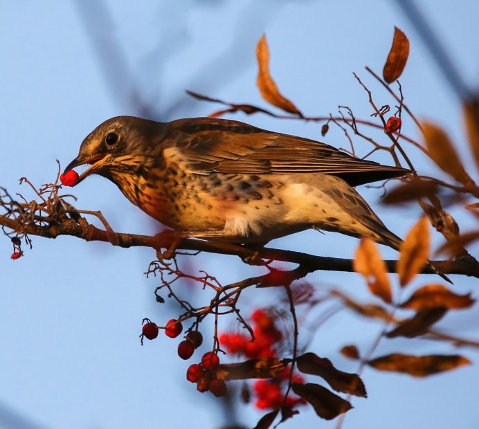 Рябиновый Дрозд Дрозд рябинник