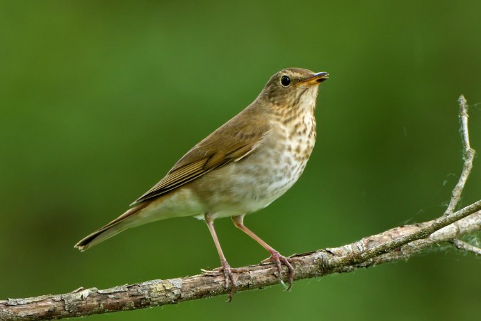 Певчий Дрозд птенцы