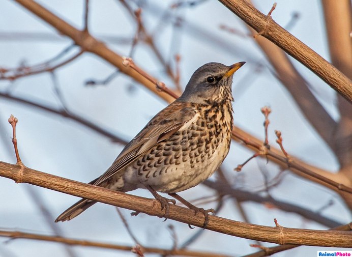 Дрозд-рябинник (turdus pilaris)