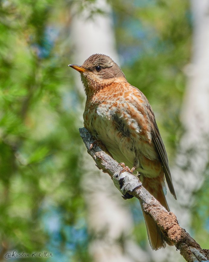 Дрозд певчий птица