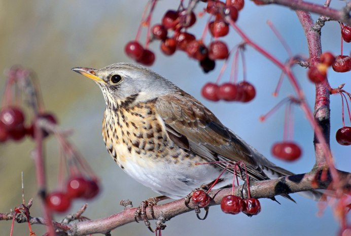 Птенец дрозда рябинника
