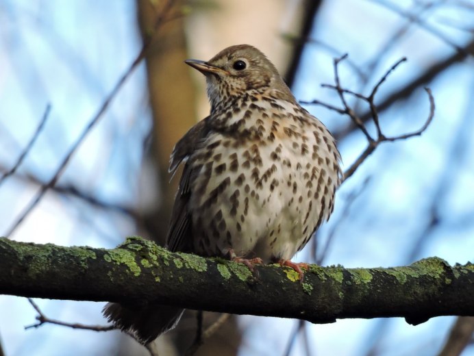 Лесной Дрозд птенец