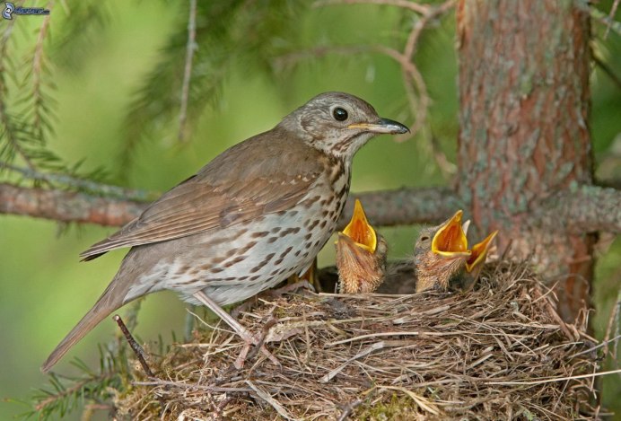Розовый Дрозд