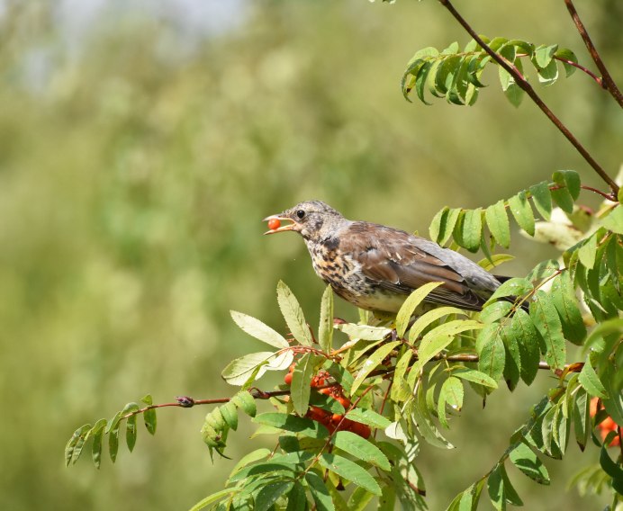 Дрозд рябинник летом