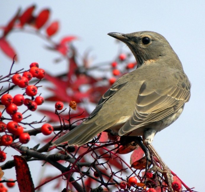 Гнезда Дроздов Рябинников