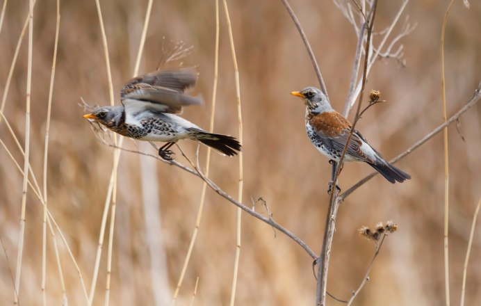 Дрозды Подмосковья