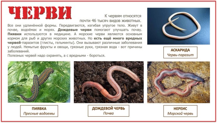 И дождевого червя в почвенной