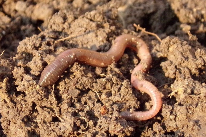 Дождевой червь Lumbricus terrestris