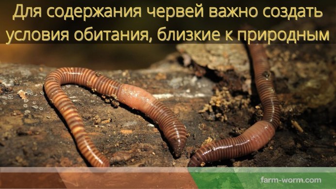 Дождевой червь Эйзения промежуточная