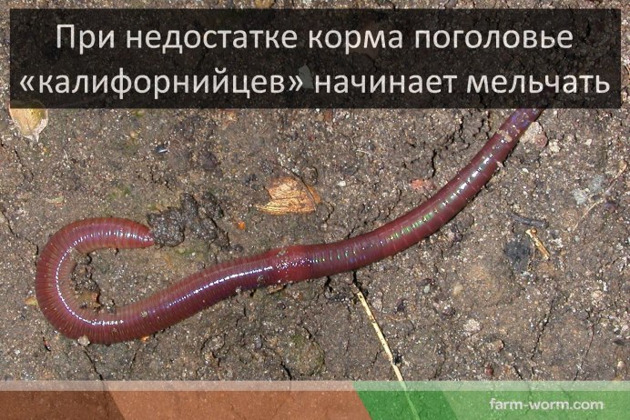 Красный калифорнийский червь