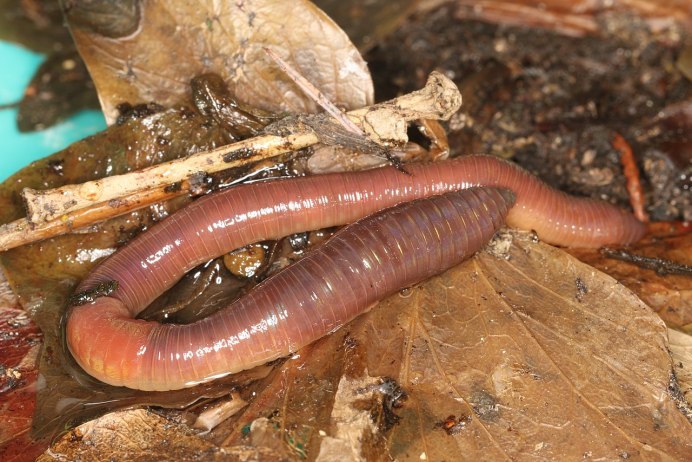 Красный червь (Lumbricus rubellus
