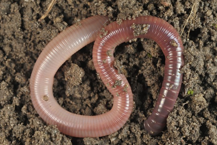 Червь Земляной (Lumbricus terrestris)
