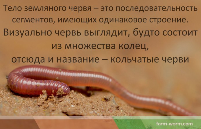 Eisenia nordenskioldi (Эйзения Норденшельда)